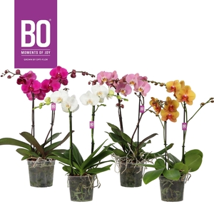 Funda P15 BO Mix 2 spike