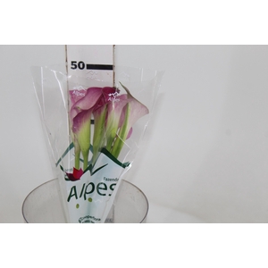 CALLA EXOTIC ROMANCE 050 CM