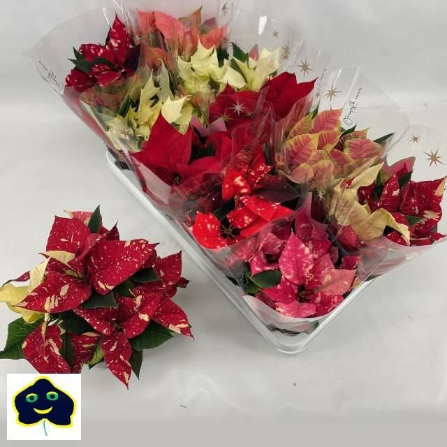 <h4>EUPHOR P GEM M KL</h4>