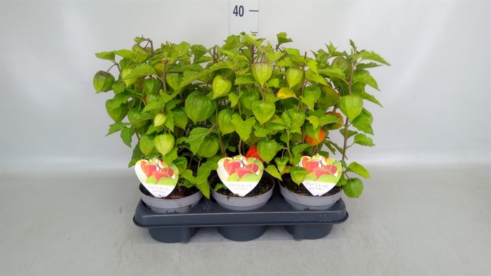<h4>Physalis alkekengi</h4>