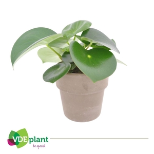 Peperomia Raindrop