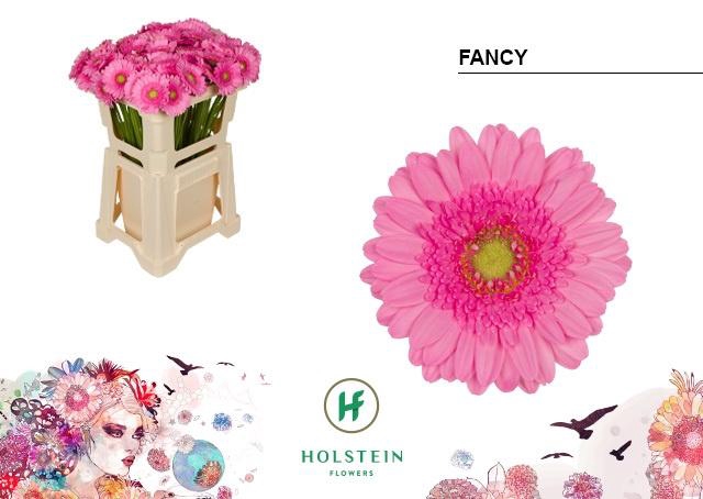 <h4>GE MI FANCY</h4>