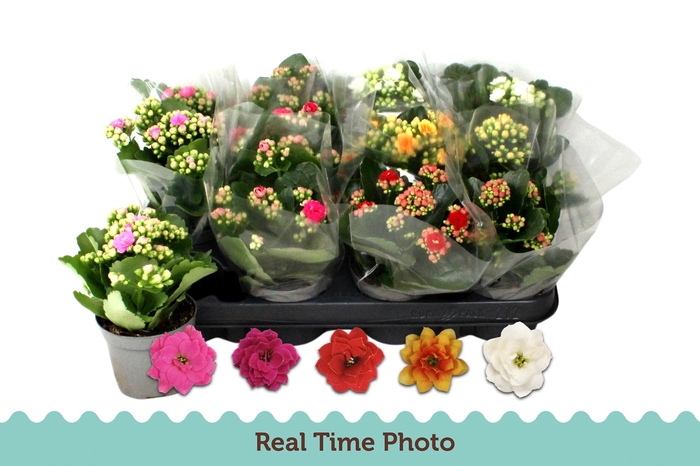 <h4>KAL GE GEM 5 KL</h4>