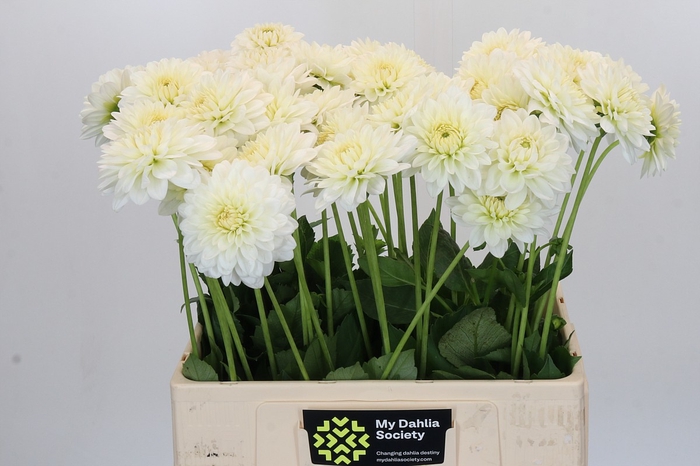 <h4>Dahlia Isa Wit</h4>