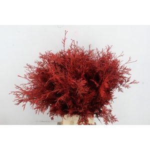 Conifeer Thuja Red Per Bunch