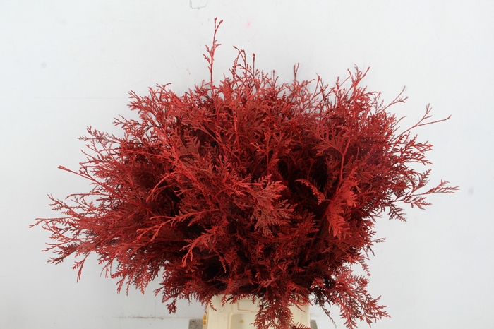<h4>Conifeer Thuja Red Per Bunch</h4>