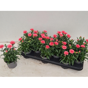 DIAN OSC PINK