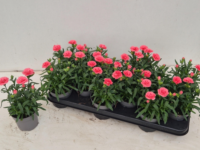<h4>DIAN OSC PINK</h4>