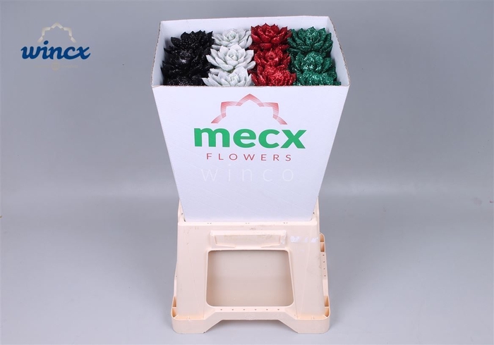 <h4>Echeveria Glitter X-mas Mix (mecx Flowers) Mecx-em</h4>