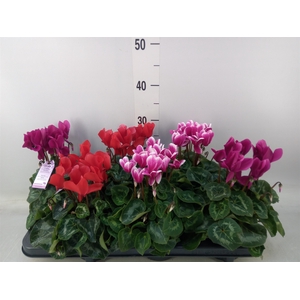 Cyclamen MD 'Macro'