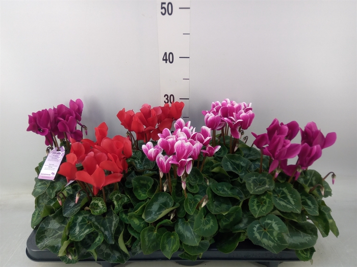 <h4>Cyclamen MD 'Macro'</h4>