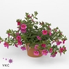 CALIB CA HOT PINK