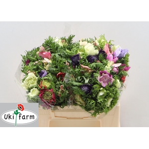 ANEM CO LEVAN ROSA-MIX