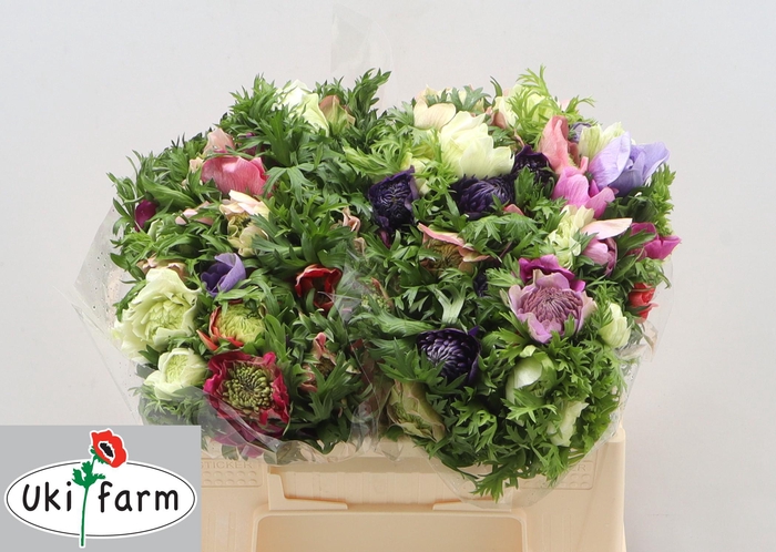 <h4>ANEM CO LEVAN MIX</h4>