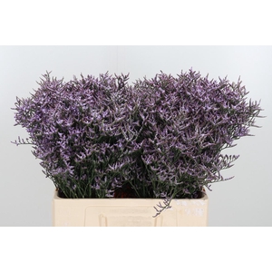Limon Safora Lilac