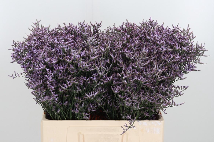 <h4>Limon Safora Lilac</h4>