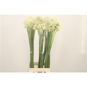 Allium Mount Everest