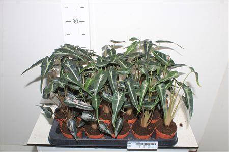 <h4>Aloc X Amazonica</h4>