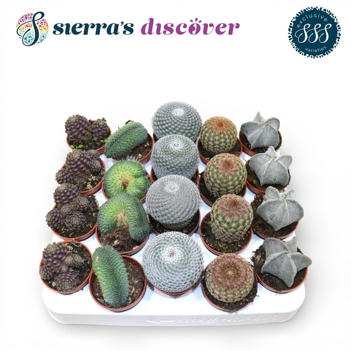 <h4>Discover® - Bilbao Cactus Mix (Exclusive)</h4>