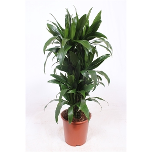 Dracaena Janet Craig