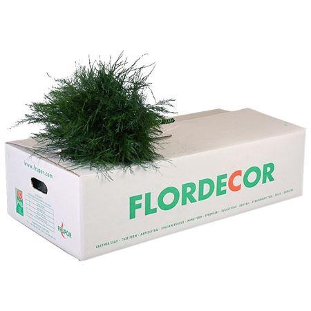 <h4>TREEFERN PORTUGAL</h4>