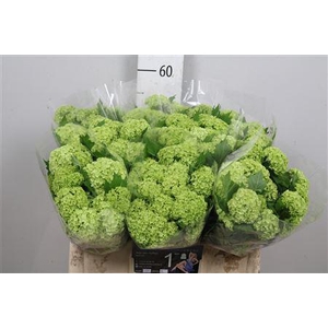 Viburnum Roseum St 1/2+