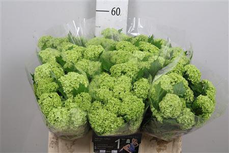 <h4>Viburnum Roseum St 1/2+</h4>