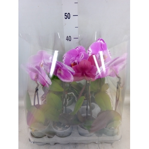 Phalaenopsis   ...mix