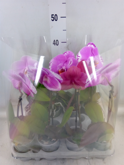 <h4>Phalaenopsis   ...mix</h4>