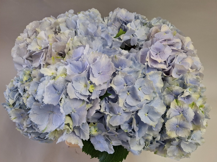 <h4>HYDR M CH VERENA BL</h4>