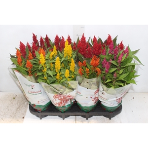 CELOSIA P14 VARIADO