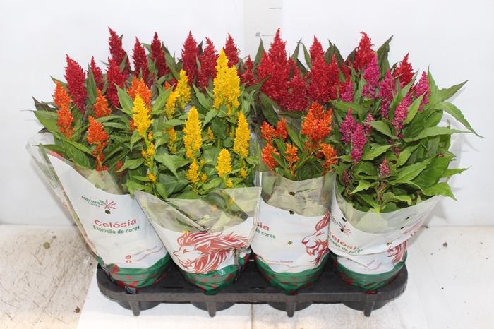 <h4>CELOSIA P14 VARIADO</h4>