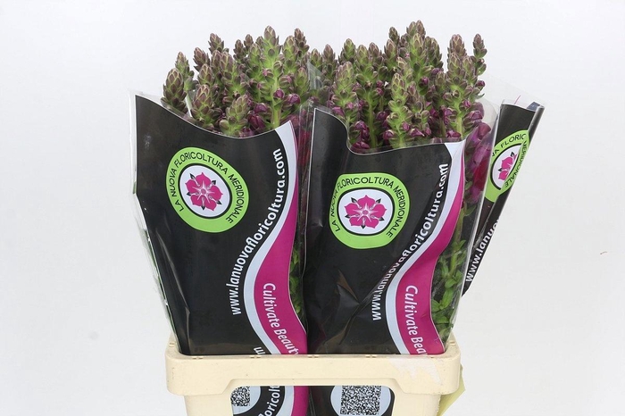 <h4>ANTIR POTO RED</h4>