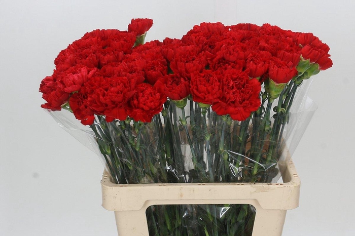 <h4>Dianthus St Arona</h4>