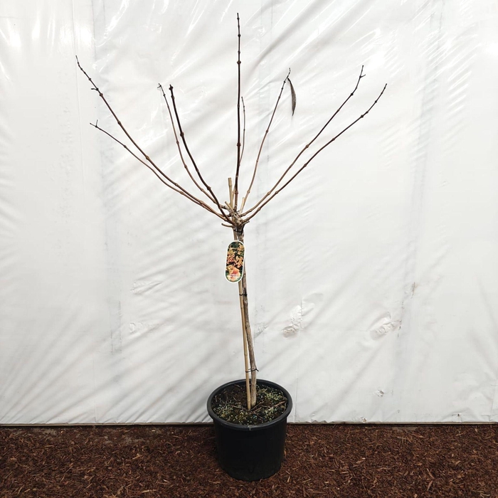 <h4>Campsis Indian Summer</h4>