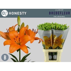 LI LA HONESTY 4+