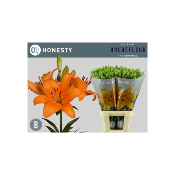 <h4>Li La Honesty</h4>