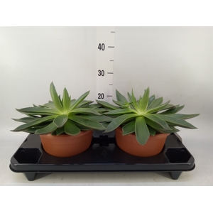 Echeveria   ...