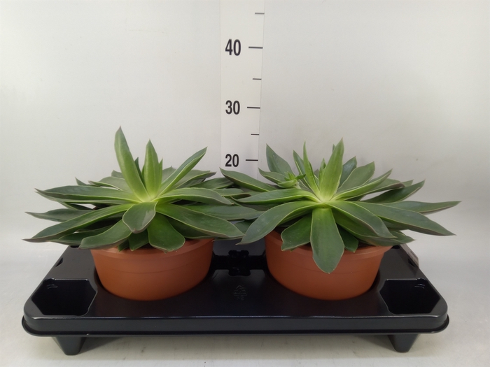 <h4>Echeveria   ...</h4>
