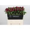 Paeonia Red Sarah