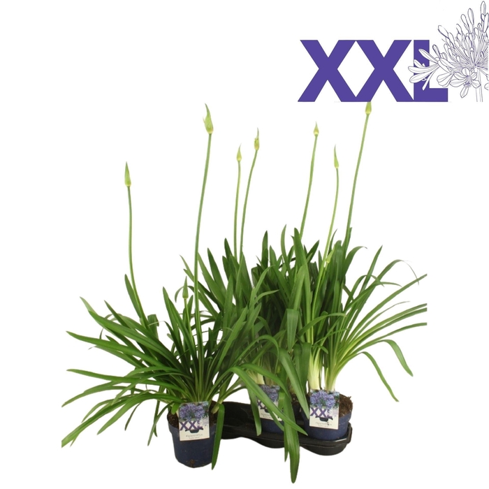 <h4>Agapanthus</h4>