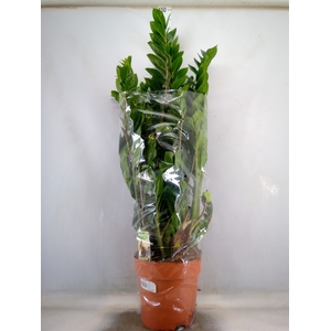 Zamioculcas zamiifolia