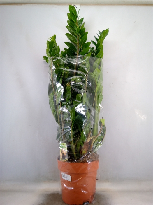 <h4>Zamioculcas zamiifolia</h4>