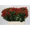 Hypericum Magical Triumph