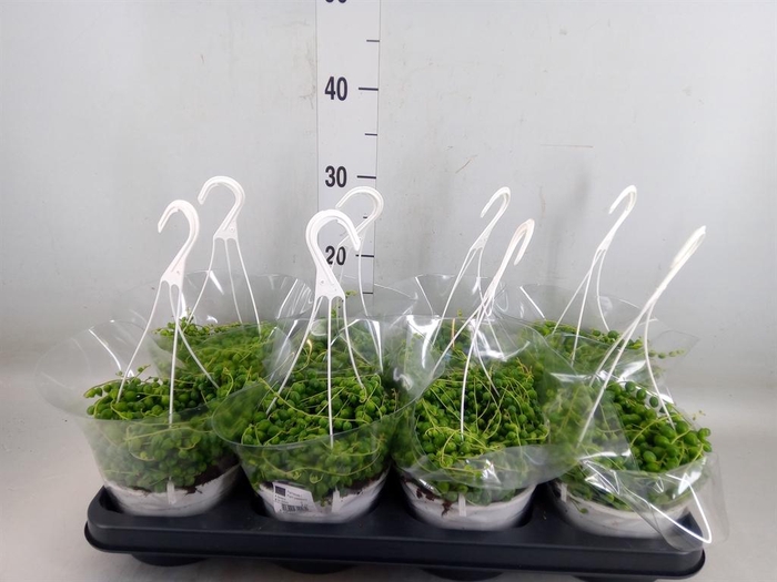 <h4>Senecio rowleyanus</h4>