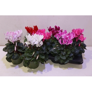 arr8 Cycl Md Sup Macro