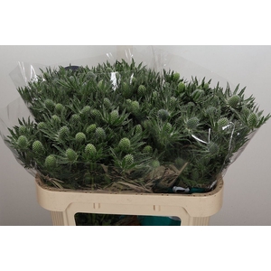 Eryngium  'Sirius Questar'