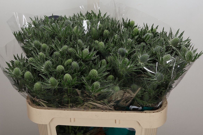 <h4>Eryngium  'Sirius Questar'</h4>