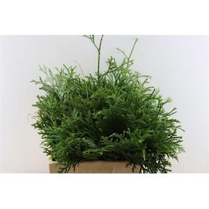 Chamaecyparis Thujopsis Dolabrata Bio