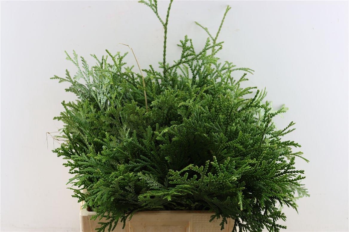 <h4>Chamaecyparis Thujopsis Dolabrata Bio</h4>